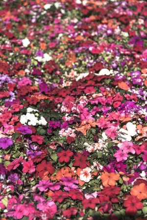 CHÃO DE FLORES