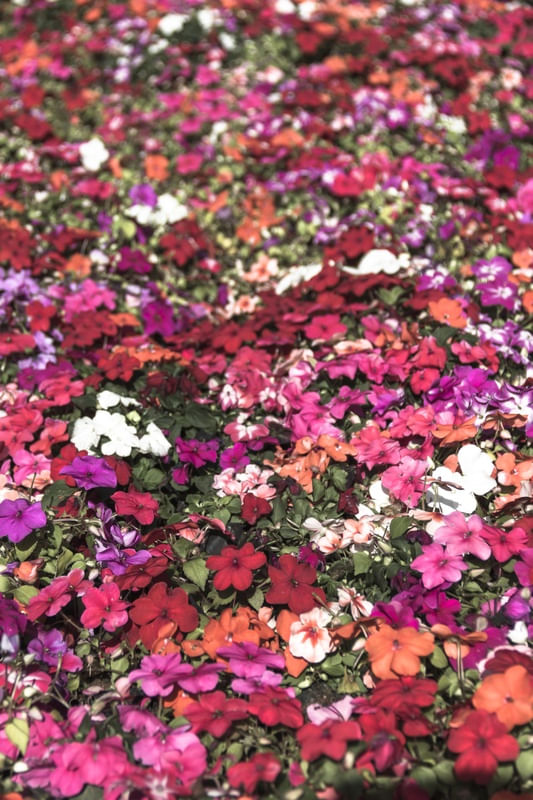 CHÃO DE FLORES