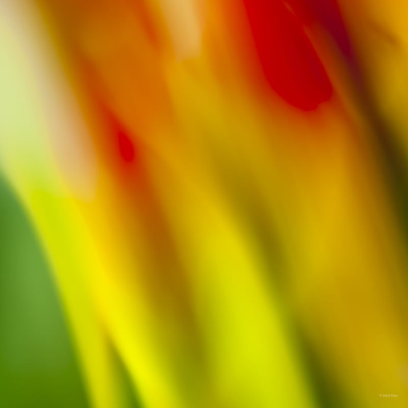 CORES NO JARDIM