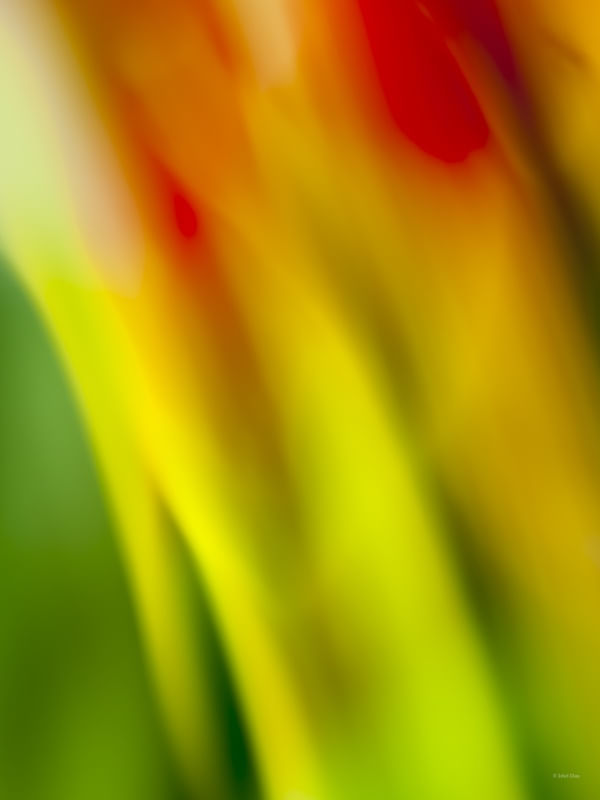 CORES DO JARDIM
