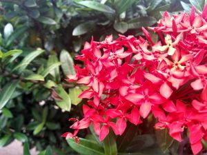 FLORES VERMELHAS 01