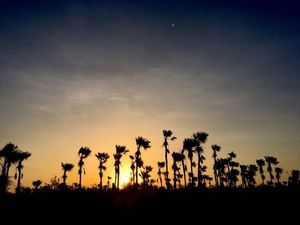 O SOL ENTRE AS ARVORES
