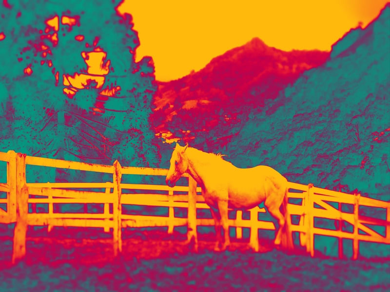 WHITE HORSE