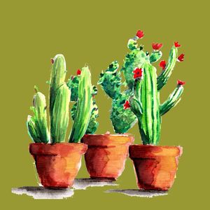 CACTOS 4 QUADRADO