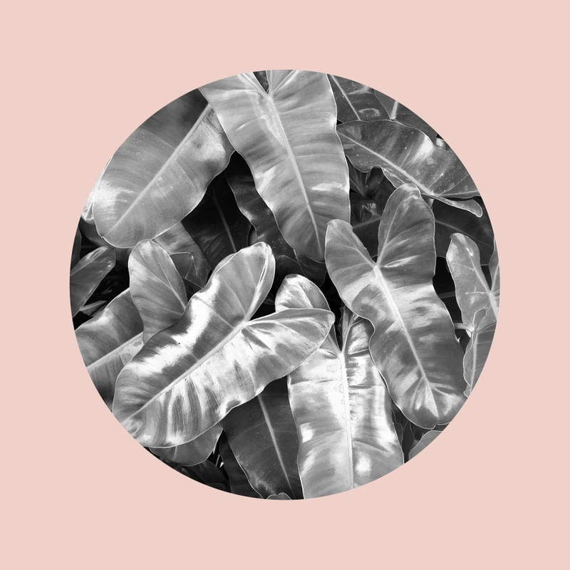 FOLHAS E ROSA III