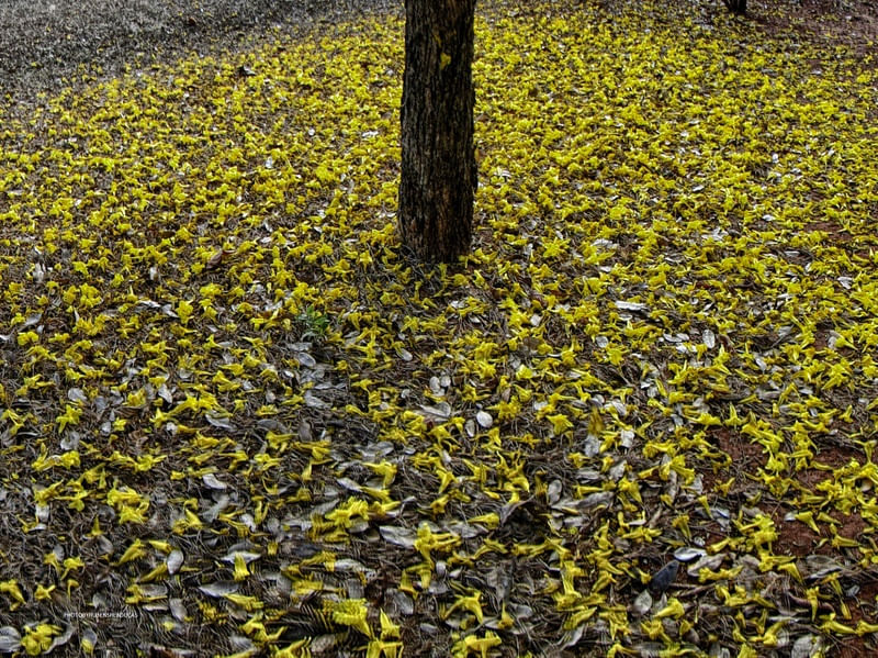 CHUVA AMARELA II