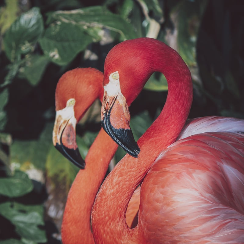 FLAMINGOS SIMÉTRICOS