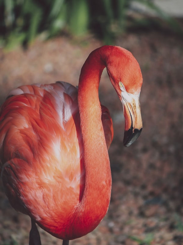 OLHAR DO FLAMINGO