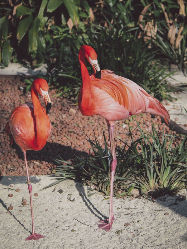 FLAMINGOS LARANJAS