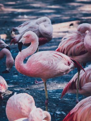 FLAMINGOS ROSADOS