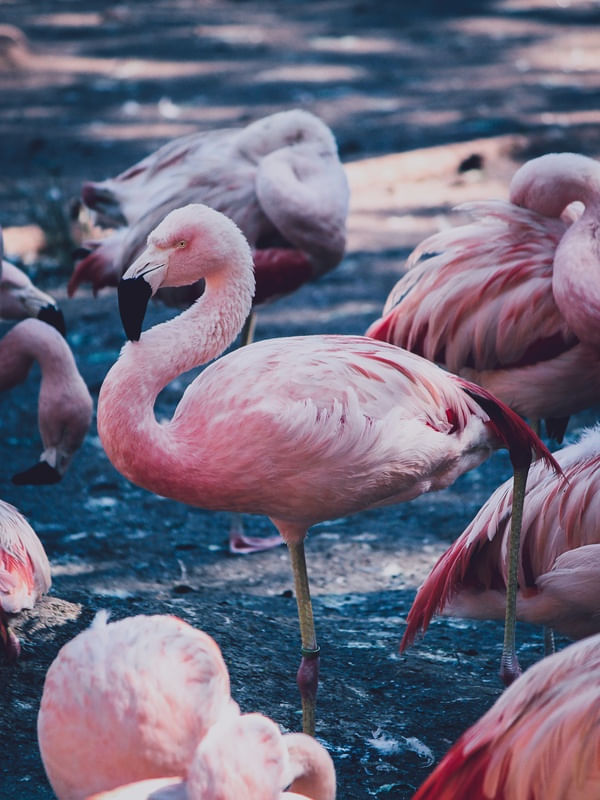 FLAMINGOS ROSADOS