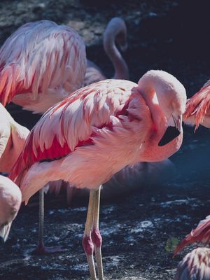 FLAMINGOS ROSAS