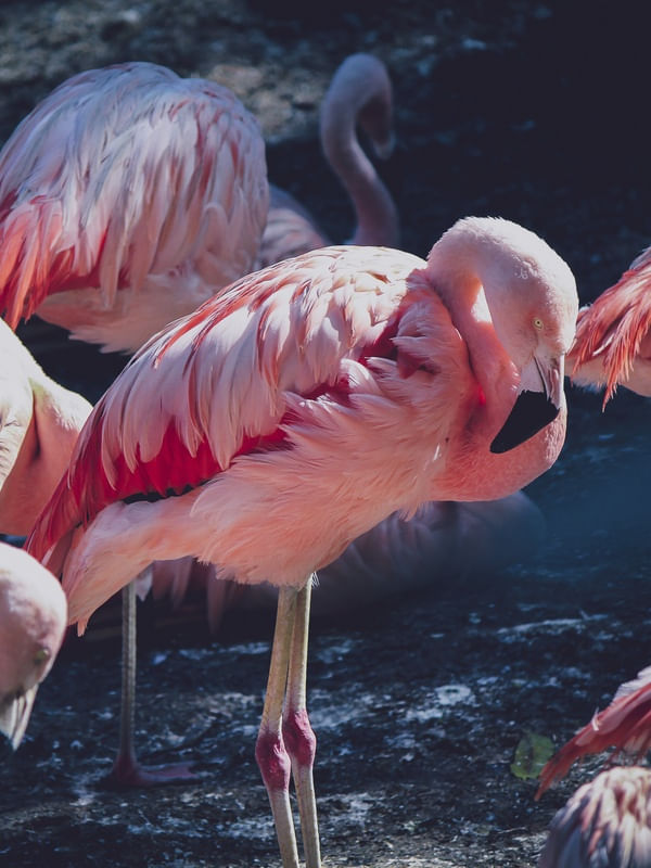 FLAMINGOS ROSAS