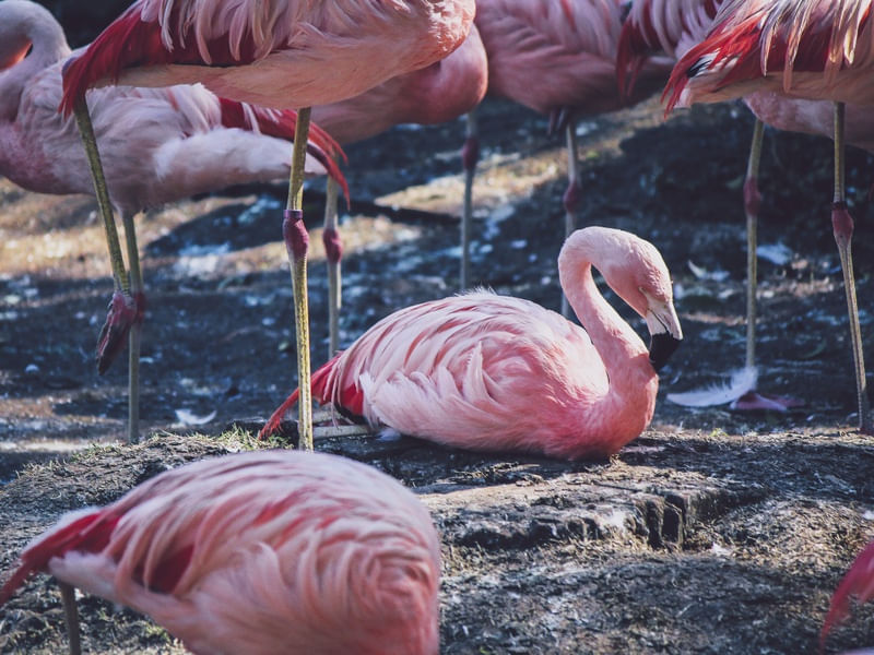 FLAMINGOS EM ROSA