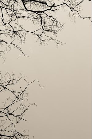 FOLHAGENS - 10