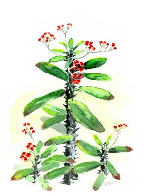 COROA DE ESPINHOS BOTANICA