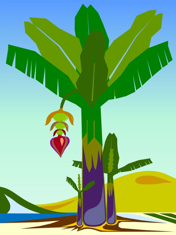 BANANEIRA II