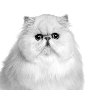GATINHO