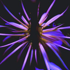 NIGHT BEAUTY