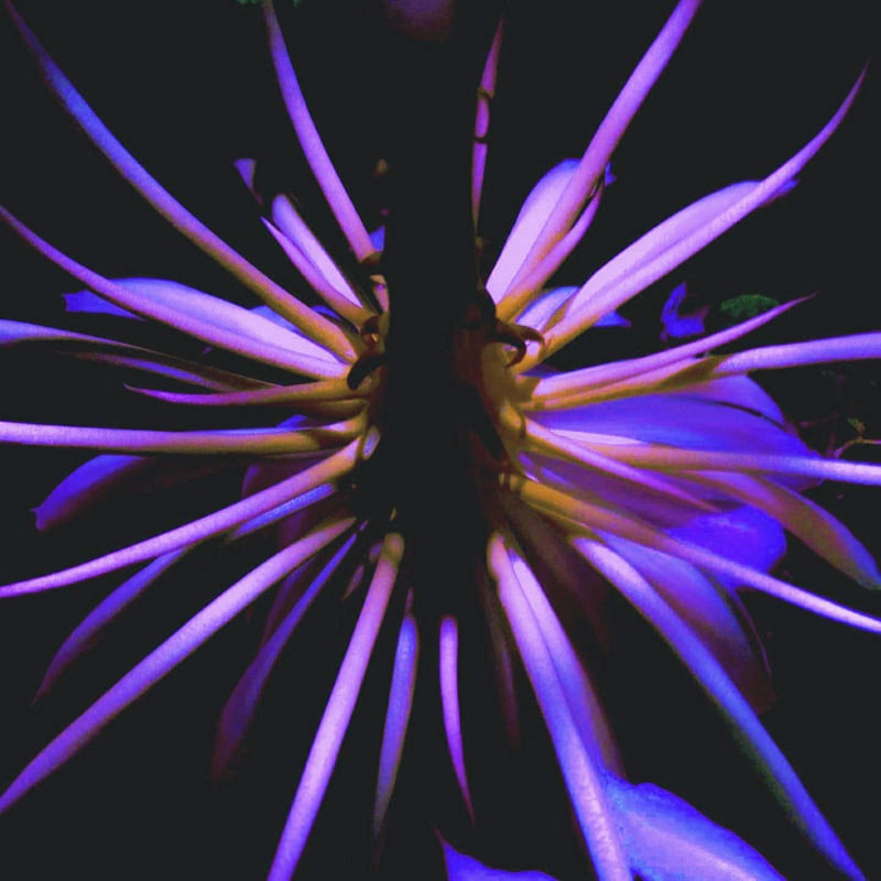 NIGHT BEAUTY