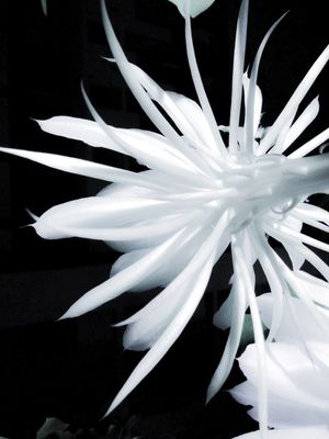 WHITE HOURS