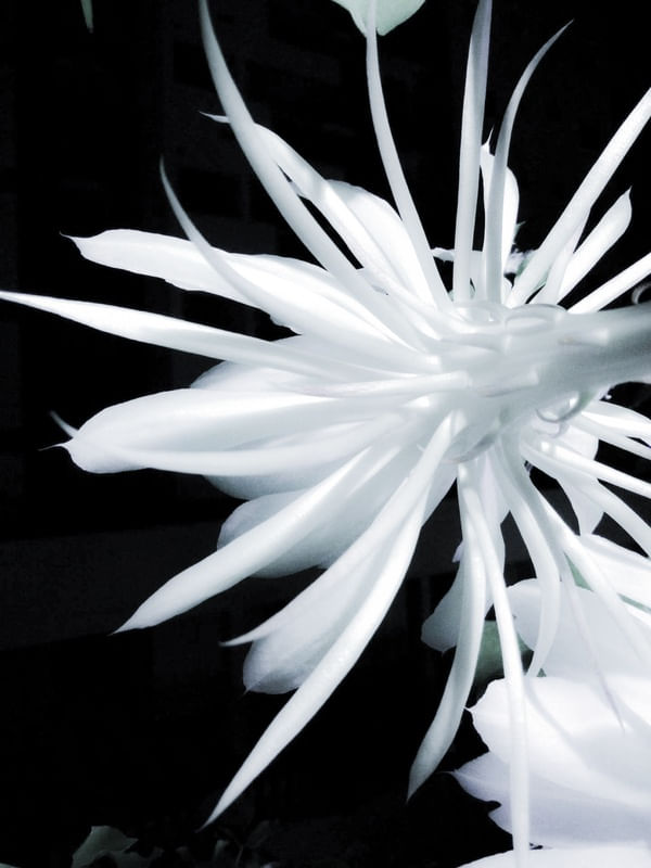 WHITE HOURS