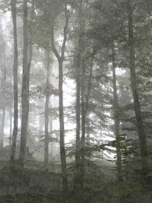 FLORESTA ILUSTRAÇÃO