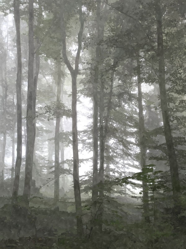 FLORESTA ILUSTRAÇÃO