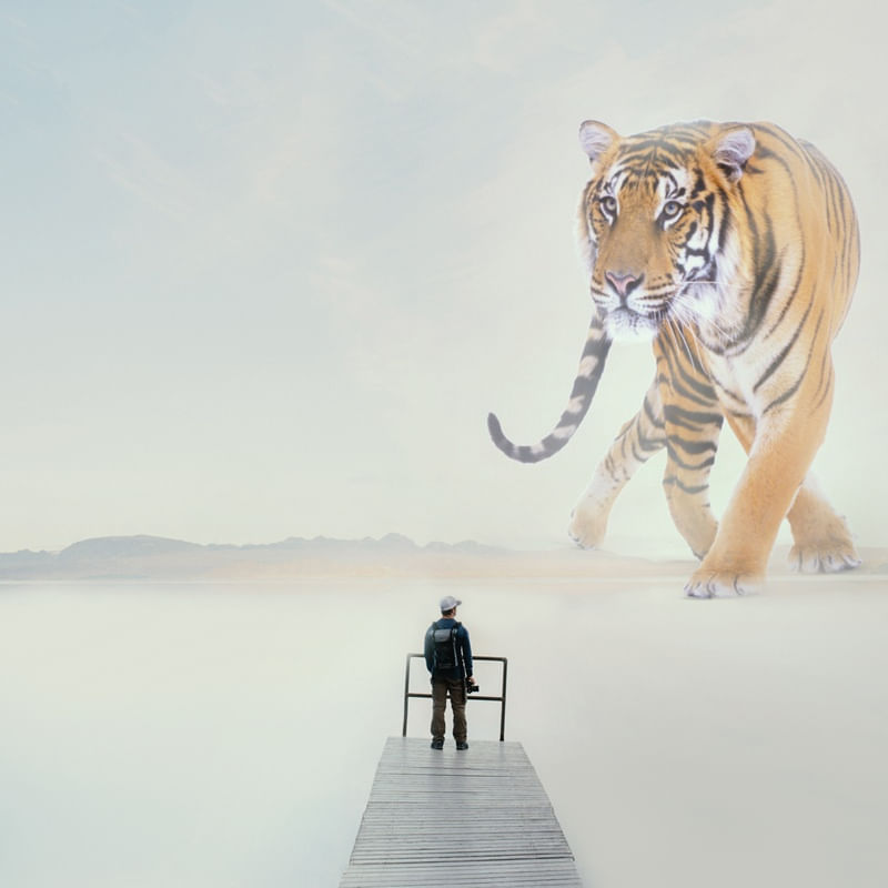 O TIGRE