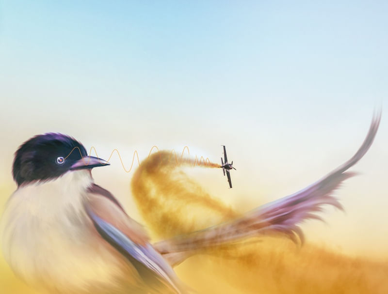 O PÁSSARO E O AVIÃO