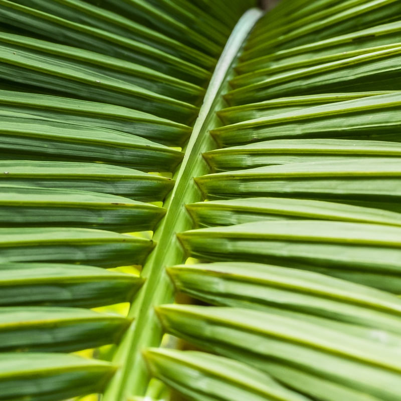 ESPINHA DORSAL VEGETAL