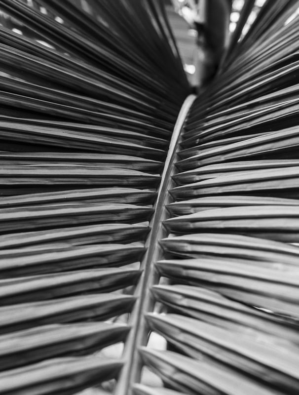 PONTO DE FUGA VEGETAL ILFORD XP2