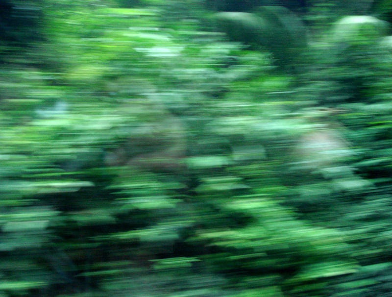 PASSANDO PELA FLORESTA
