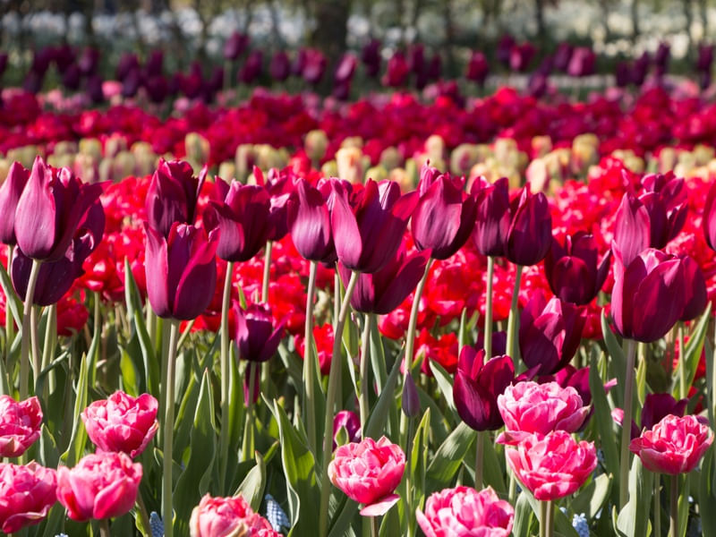 TULIPAS HOLANDESAS