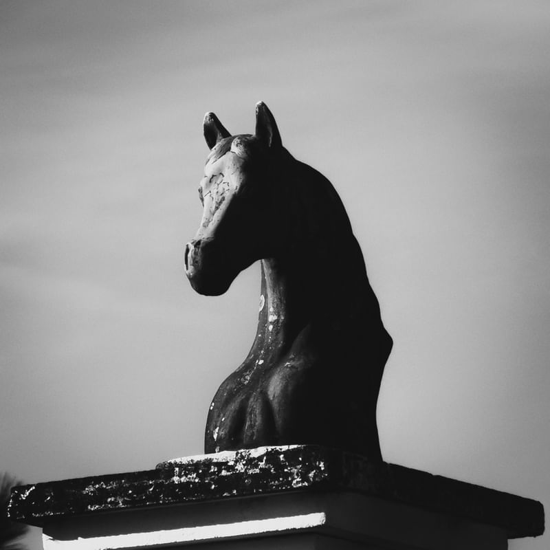 CABEÇA DE CAVALO