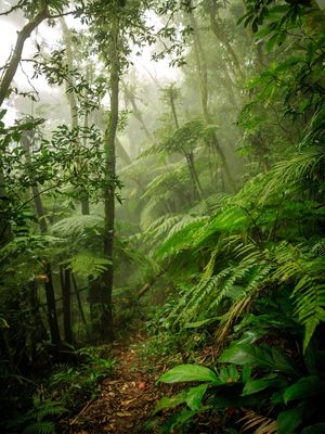 GREEN WAY BY DIEGO BARAVELLI