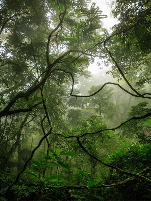 IN THE HEART OF THE FOREST