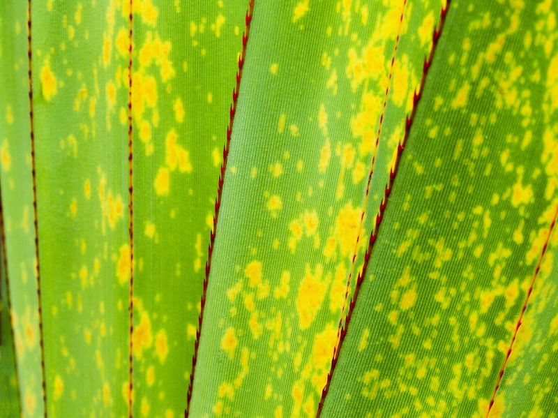 VERDE E AMARELO 420181