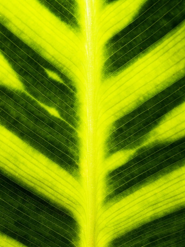 VERDE E AMARELO 420182