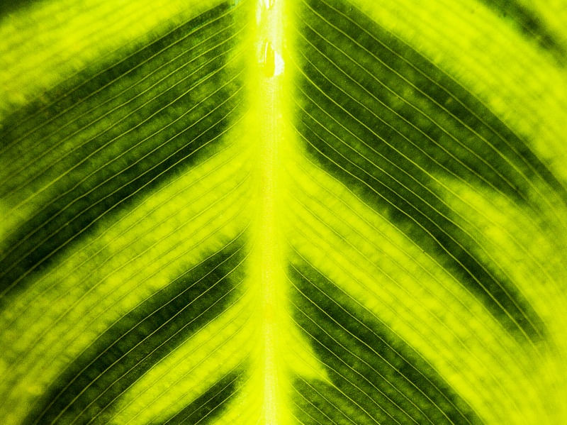 VERDE E AMARELO 420184