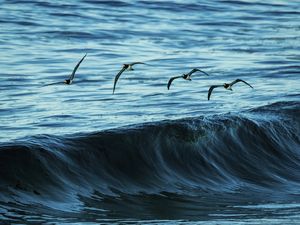 GAIVOTAS AO MAR