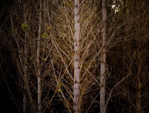 FLORESTA DE ÁRVORES SECAS