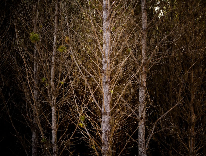 FLORESTA DE ÁRVORES SECAS