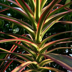 PLANTA COLORIDA