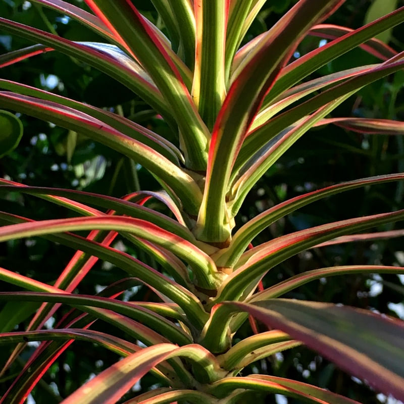 PLANTA COLORIDA