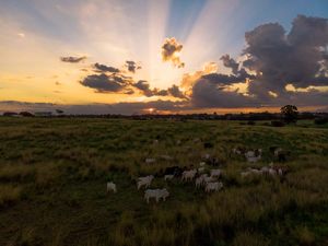 PÔR DO SOL NO PASTO