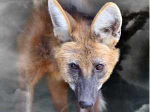 WOLF FÜHREND