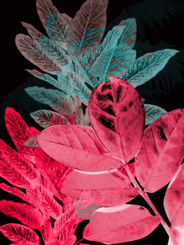 PLANTA NEGATIVA