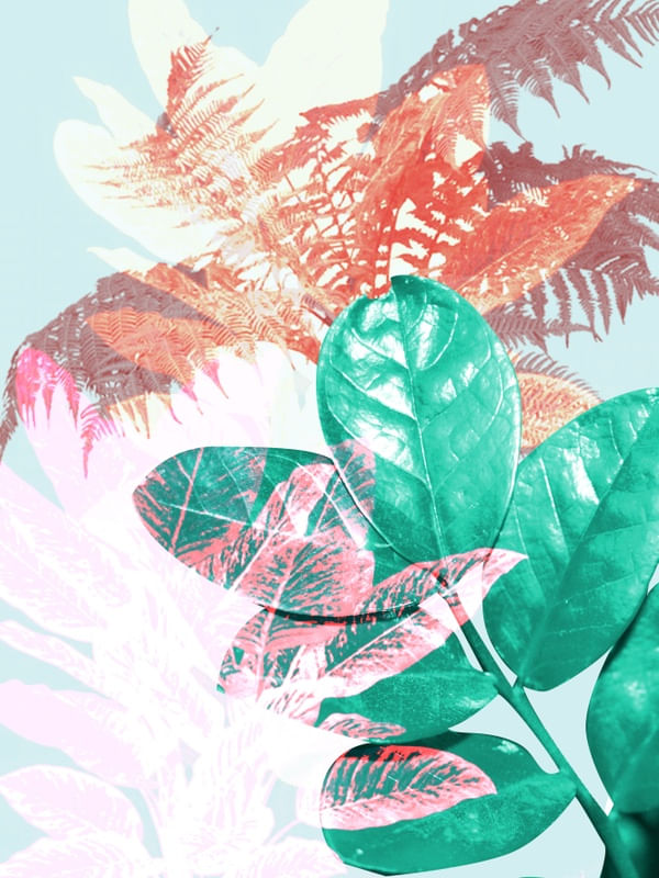 PLANTA TROPICÁLIA