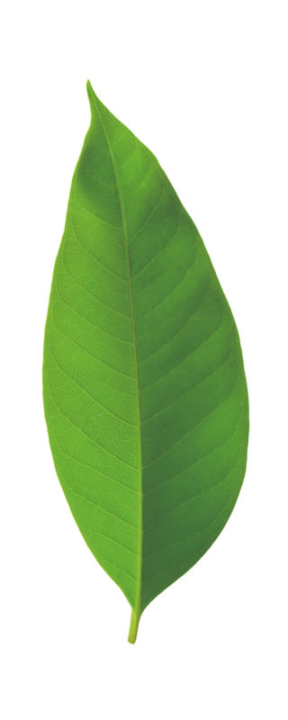 FOLHA VERDE SÓ